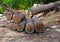 Tree cut in forest into logs carpentry builders building construction