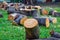 The tree cut into pieces, placed on a green lawn, Close up of stumps tree set on ground grass, Cutting trees can cause natural