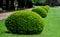 Tree cut into the shape of a large regular cone and a flattened sphere. Lenses on the lawn in the garden park are regularly shaped