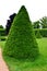 Tree cut into the shape of a large regular cone and a flattened sphere. Lenses on the lawn in the garden park are regularly shaped