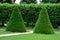 Tree cut into the shape of a large regular cone and a flattened sphere. Lenses on the lawn in the garden park are regularly shaped