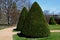 Tree cut into the shape of a large regular cone and a flattened sphere. Lenses on the lawn in the garden park are regularly shaped