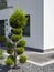 A tree cut and trimmed in the style of a bonsai stands in front of a new modern house with minimalist design, view from public