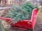 Tree cutting in the container