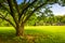 Tree at Cylburn Arboretum in Baltimore, Maryland.