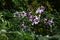 Tree dahlia ( Dahlia imperialis ) flowers. Asteraceae perennial bulbous plants.