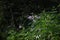 Tree dahlia ( Dahlia imperialis ) flowers. Asteraceae perennial bulbous plants.