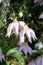 Tree dahlia flowers with delicate lavender petals and buds