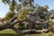 Tree Damage to Roof after Major Monsoon