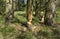 A tree damaged by beavers