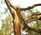 Tree damaged by lightning bolt