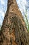 Tree damaged by wood-boring bark beetle that tunnels under the bark of a trees, which die if heavily infested