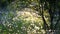 Tree and dandelions field