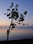 Tree at Dawn, Gulf of Corinth Bay, Greece