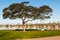 Tree at De Anza Cove in Mission Bay