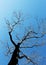 Tree with dead branches, in backlight