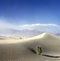 Tree in Death Valley with upcoming sand storm