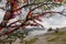 Tree decorated with colored ropes and notes on clothespins in the sunlight