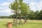 Tree decoration for country garden party. Colorful watering canes hanging on trees.