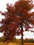 Tree with Deep Maroon Leaves along the hiking trail