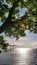 A tree with a dense crown over the sea