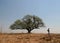 A tree in the desert