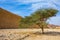 Tree Desert Acacia  in stone desert