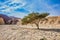 Tree Desert Acacia tortilis