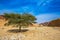 Tree Desert Acacia tortilis