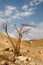 Tree in desert Arava
