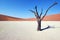 Tree in the desert - Deadvlei