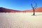 Tree in the desert - Deadvlei