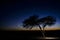 A tree in the desert by dusk