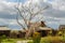 A tree of desires with colorful ribbons in front of an old wooden watchtower.