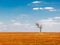 tree in a devastated field land