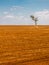 tree in a devastated field land