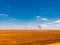 tree in a devastated field land