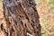 tree devastated by Termites, texture