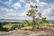 Tree on Devil`s Wall in the Harz National Park