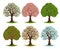 Tree in different seasons. Spring blooming, summer green, autumn falling leaves and winter seasonal trees vector