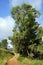 Tree and dirt road