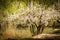 A tree dotted with white flowers in spring