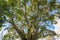 Tree with double trunk overgrown with small green leaves