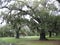 Tree Dripping with Spanish Moss