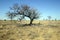 Tree in drought