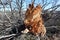 A tree with dry branches broken and fallen to the ground.