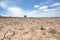 The tree in dry rice field after harvest with blue sky background at lampoon thailand in noon sun light