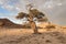 Tree in a dry riverbed, Namibia