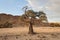 Tree in a dry riverbed, Namibia