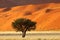 Tree, dune and grass landscape